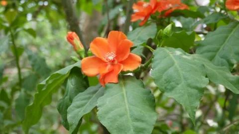 Pereskia Bleo Flower Video stock 333967092