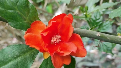 Pereskia Bleo or leaf cactus. Close-up orange flower of Rose cactus Stock Footage 313360138