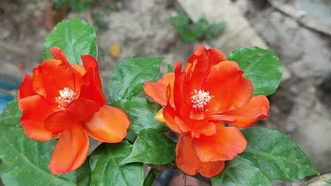 Pereskia Bleo or leaf cactus. Close-up orange flower of Rose cactus Stock Footage 313360143