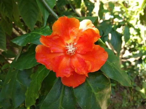 Pereskia Stock Photos