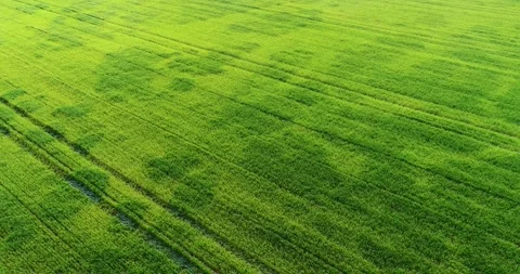 A perfect abstract background of a fresh and healthy crop, Abstract Backgroun Stock-Footage 316820646
