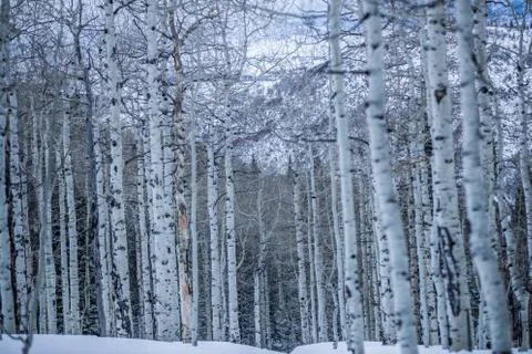 Perfect Aspens Foto stock