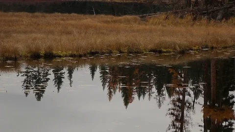 Perfect autumn color tree reflection in lake Stock Footage 72193672