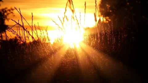 Perfect background of British meadow at sunset Stock-Footage 74588816