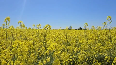 Perfect blue sky. Summer sunlight, clear sky, peaceful and tranquil background Stock Footage 315213982