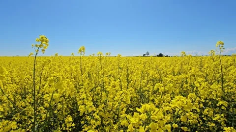 Perfect blue sky. Summer sunlight, clear sky, peaceful and tranquil background Stock Footage 315214120