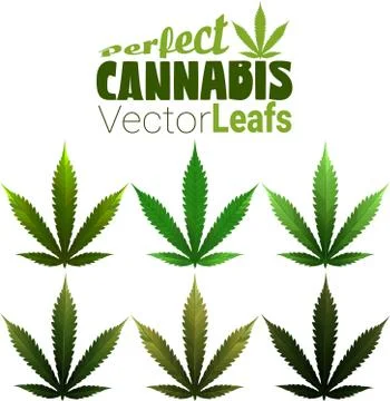 Perfect Cannabis Leafs in Vector Stock Illustration