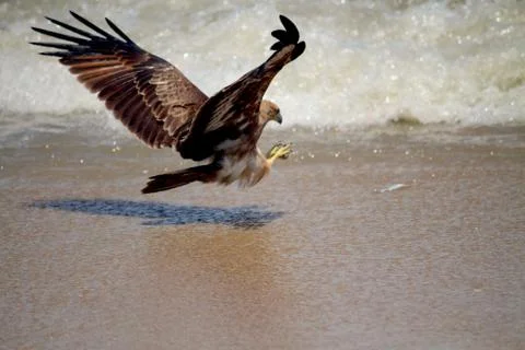 Perfect Catch. Red Fish Eagle In Flight Stock Photos