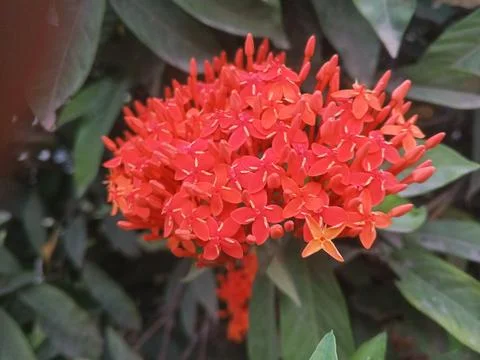 Perfect Centered Red Ixora Coccinea Flower Cluster Rare Tropical Marco Stock Photos