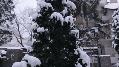 The perfect Christmas tree in the backyard during the winter. 4k portrait Stock Footage 159553857