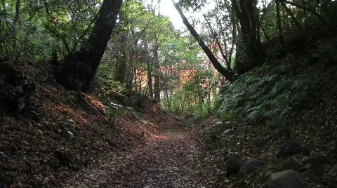 Perfect Chroma Key and Green Screen Background shot of a Forest Stock Footage