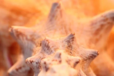 A perfect close up of an amazing shell Stock Photos