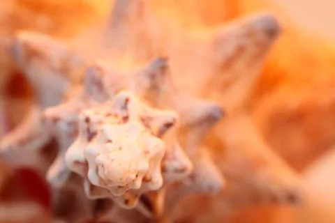 A perfect close up of an amazing shell 写真素材