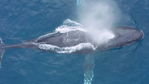 Perfect close overhead view of a humpback whale blowing ocean surface in Hawaii Stock Footage 340285776
