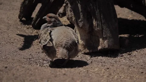 Perfect closeup of gray partridge bird walking, feeding and rowing in the sand.  Stock Footage 254348989