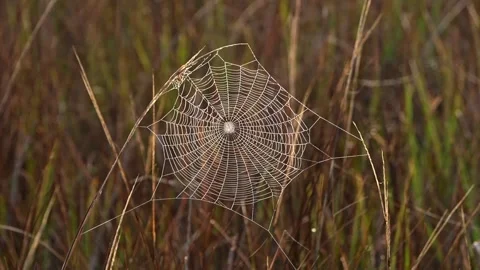 A perfect cobweb blowing in the wind in a field Stock Footage 331564699