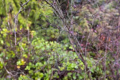 Perfect cobweb covered in morning dew drops on branches in forest, macro te.. Stock Photos