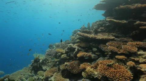 A perfect coral reef Stock Footage 680154