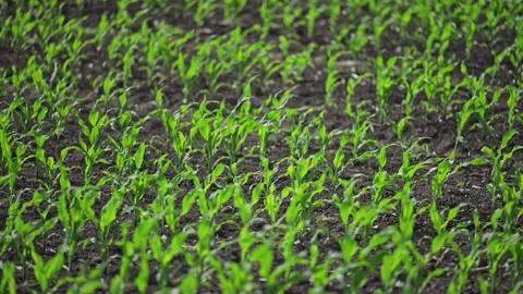 Perfect cornfield rows ripple under wind, fresh and green. Stock Footage 316106021