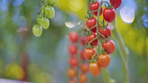Perfect creation of nature, cherry tomatoes on a branch, a bunch of red and Stockbeeldmateriaal 257305399