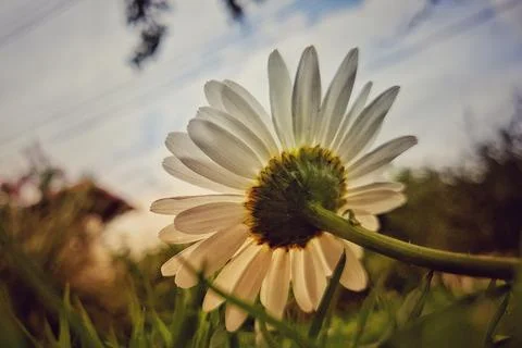 Perfect daisy from a different perspective Stock Photos