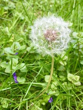 Perfect Dandelion to Seed Stock Photos