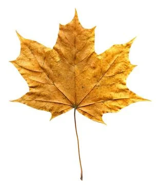 Perfect dry maple leaf isolated over white Perfect dry maple leaf isolated... 写真素材
