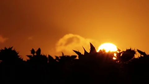 Perfect field of sunflowers Video stock 72271398