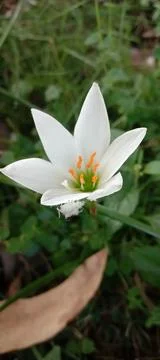 Perfect flower Stock Photos