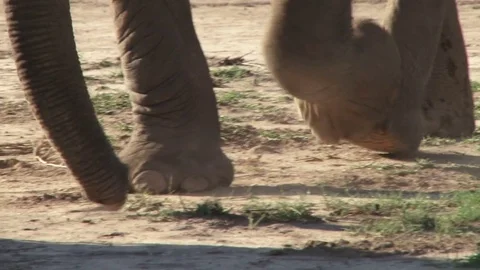 Perfect footsteps of elephant at close range 스톡 동영상 71050857