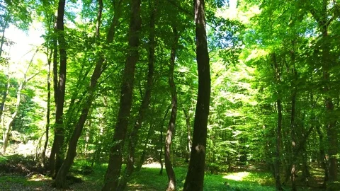 Perfect forest multiple perspectives Stock Footage 79258806