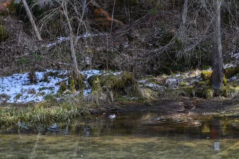 Perfect forest spring water with reflection in the water with tree trunks Stock Photos