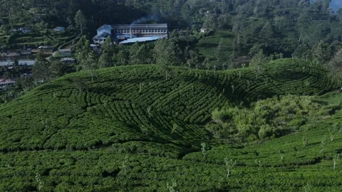 Perfect frame of tea gardens and factory Stock Footage 296930778