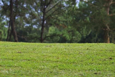 Perfect grass golf course field at hk 스톡 사진