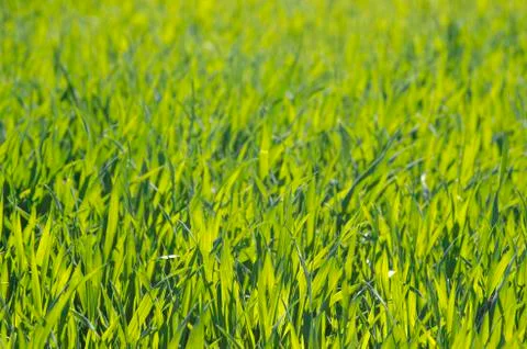 Perfect green grass background Stock Photos