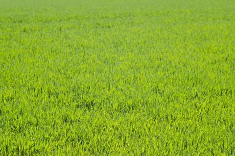 Perfect green grass background Foto stock