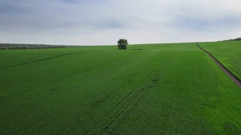 Perfect green grass field planted with plants. Lonely tree in the middle of the Vidéo 200712304