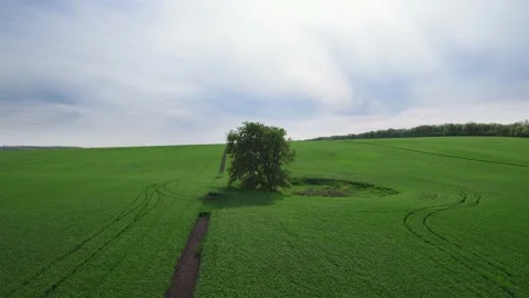 Perfect green grass field planted with plants. Lonely tree in the middle of the Vidéo 201838565