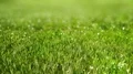 Perfect green lawn. Sward with dew. 4k or 4k+ Resolution