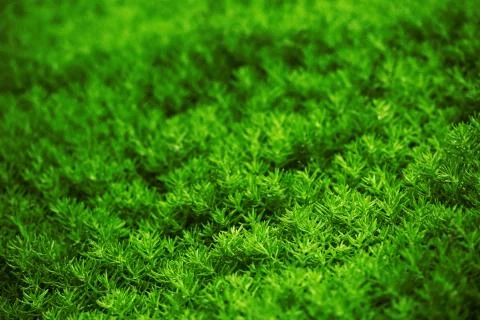 Perfect green pattern Stock Photos