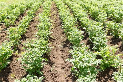 The perfect lines of seedlings Stock Photos