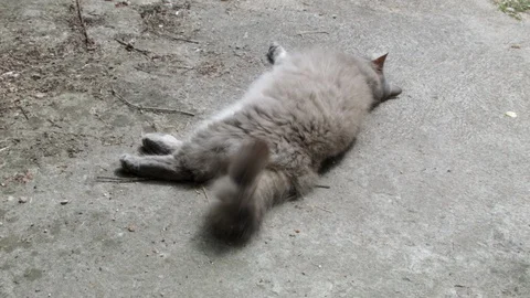 Perfect loop : fluffly cat chilling on the floor Stock Footage 110287322