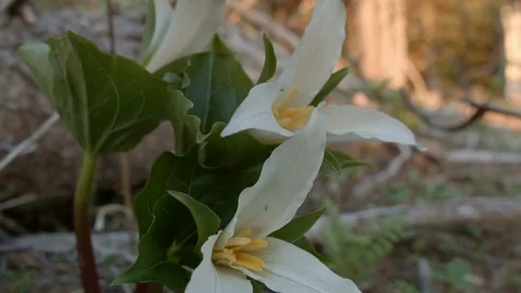 Perfect macro trillium white forest meadow wildflower Mt. Hood Oregon Cascades Stock Footage 81844075