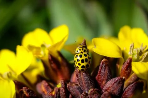 Perfect match - yellow ladybug Stock Photos