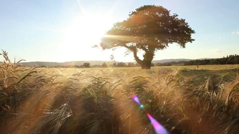 Perfect meadow background with golden corn at sunset Stock Footage 74580909