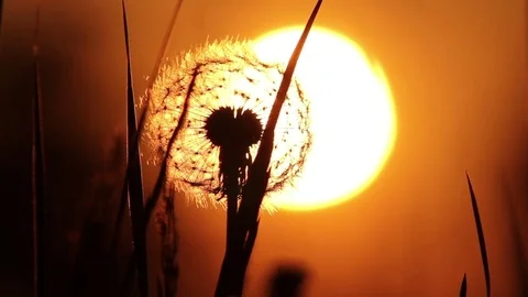 Perfect meadow setting sun with warm colors Stock Footage 72387436