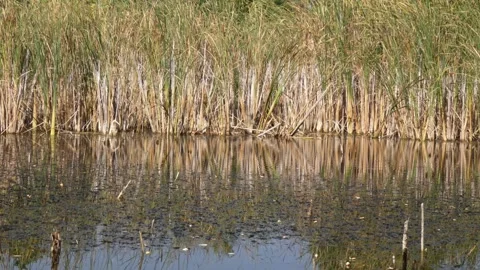 Perfect mirror reflection of green marsh plants on calm water surface 動画素材 337779750