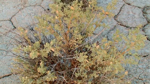 Perfect motion control macro sagebrush and cracked earth Roadside trash Oregon 1 Stock-Footage 81843938