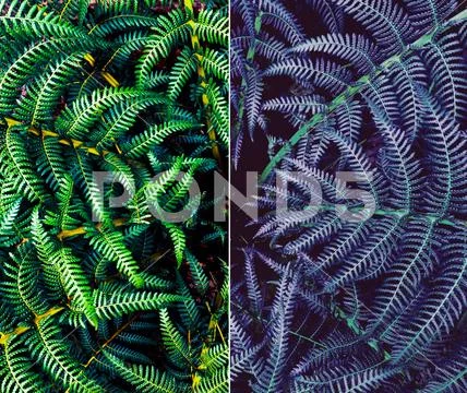 Perfect natural fern pattern on a dark Stock Photos
