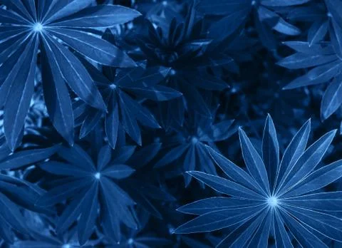 Perfect natural fresh grass pattern background. Trendy blue backdrop for your Stock Photos
